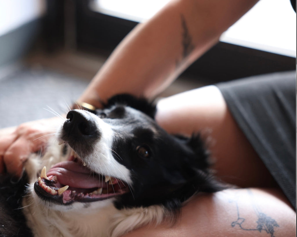 People + Critters Bundle