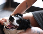 People + Critters Bundle
